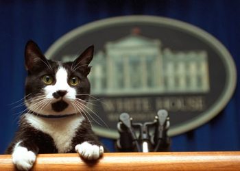 Harris triunfó entre las mujeres con gato, pero Trump se llevó el voto de los dueños de perros