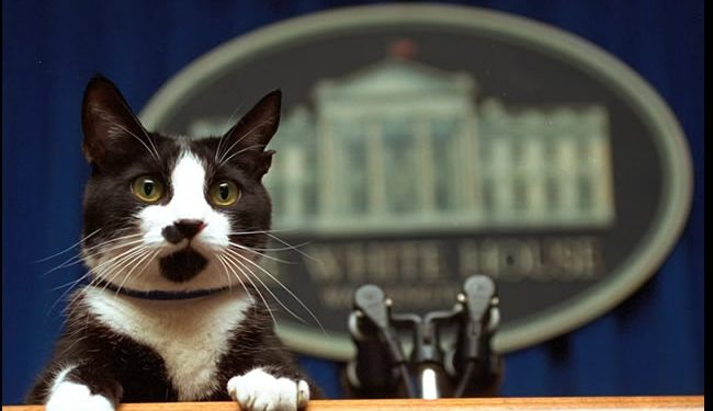 Harris triunfó entre las mujeres con gato, pero Trump se llevó el voto de los dueños de perros