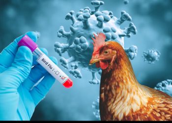 California declara emergencia por gripe aviar