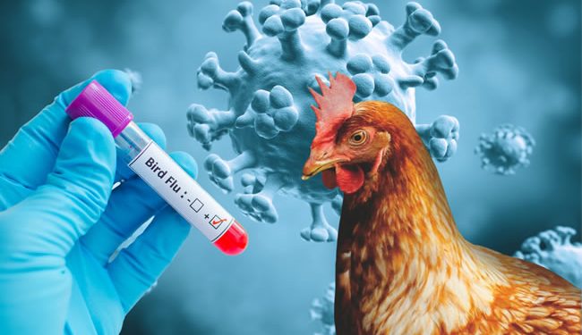 California declara emergencia por gripe aviar