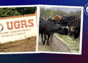 Gusano barrenador en Sonora: ministerio de agricultura de EU inspeccionará protocolos sanitarios