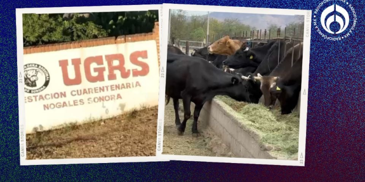 Gusano barrenador en Sonora: ministerio de agricultura de EU inspeccionará protocolos sanitarios