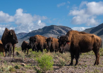 Conservación del bisonte americano, efectiva acción con sólida comunicación