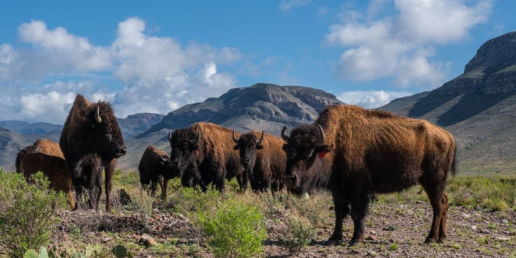 Conservación del bisonte americano, efectiva acción con sólida comunicación