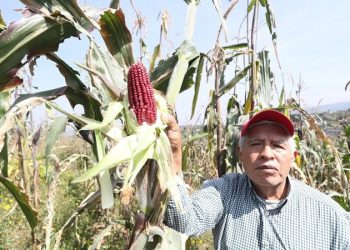 Conservar maíz criollo, “obligatorio para todos los mexicanos”: Sheinbaum