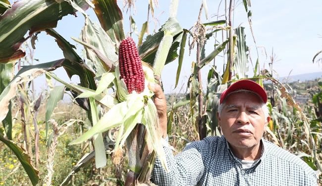 Conservar maíz criollo, “obligatorio para todos los mexicanos”: Sheinbaum