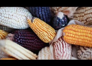 México no está de acuerdo con resolución sobre maíz Transgénico, aseguró la Secretaría de Economía