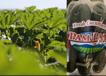 Pepinos de Sonora causaron brote de salmonella en Estados Unidos, apuntan autoridades