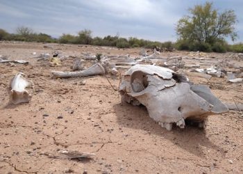 Más perniciosa la política económica que la sequía: Movimiento Ciudadano por el Agua