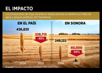 Cae la siembra de trigo en 48%