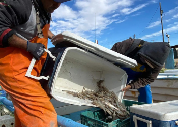 Embargo y alto costo de insumos problemas para el camarón en el Golfo