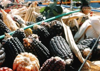 Sheinbaum confía en que Congreso prohibirá siembra de maíz transgénico