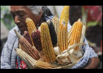 Fallo del panel por maíz transgénico contra EU | Documento