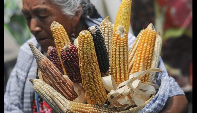 Fallo del panel por maíz transgénico contra EU | Documento