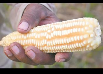 Fallo sobre panel de maíz transgénico se conocerá este viernes; estas podrían ser las consecuencias para México