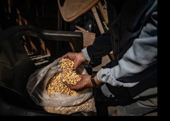 México pierde el panel sobre el maíz transgénico frente a EE UU y Canadá