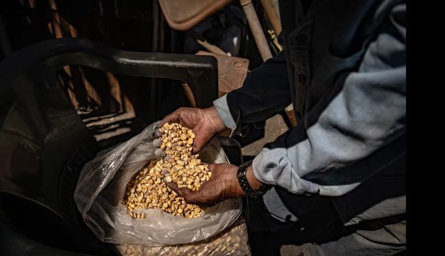 México pierde el panel sobre el maíz transgénico frente a EE UU y Canadá