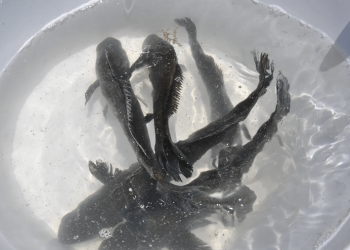 Es oficial: UABC comercializará totoaba en Baja California