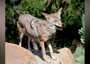 Esperan reactivar programa de rescate del lobo mexicano