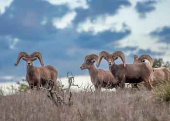 ¡Vuelve a casa! Borrego cimarrón regresa a Montañas Franklin en ELP