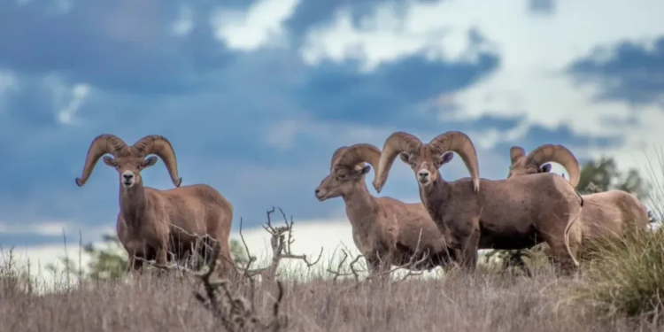 ¡Vuelve a casa! Borrego cimarrón regresa a Montañas Franklin en ELP