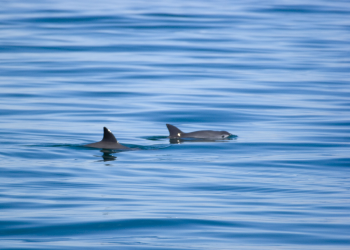 Cumple Conapesca Plan de Acción para proteger a la vaquita marina y la totoaba