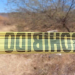 Hallan restos de más de 10 personas en fosa clandestina en Caborca, Sonora; Fiscalía estatal inicia investigaciones