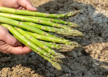Agricultura genera importantes ganancias en Caborca