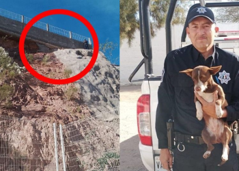 Rescatan a perrito que quedó varado en lo alto de un cerro en Nogales