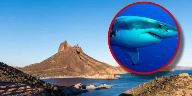 Científicos de EU estudiarán al tiburón blanco tras ataques en playas del sur de Sonora