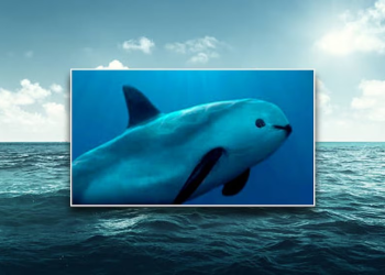 Vaquita marina: estas son las leyes mexicanas que protegen al único mamífero marino endémico del país