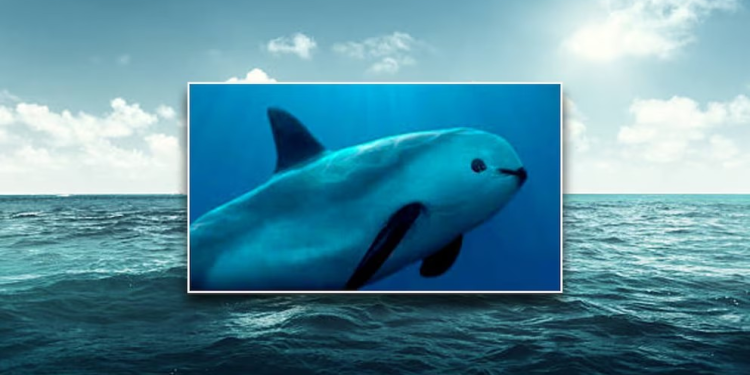 Vaquita marina: estas son las leyes mexicanas que protegen al único mamífero marino endémico del país