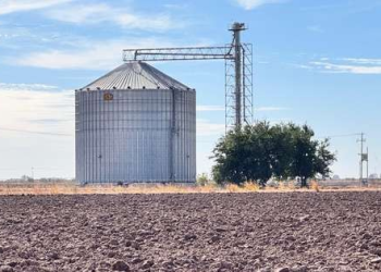 Siembra de trigo en Sonora apenas llegará a 15% este año por la sequía