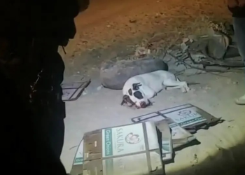 Niños matan a perrito tras ponerle cohetes en el hocico; dueños exigen justicia