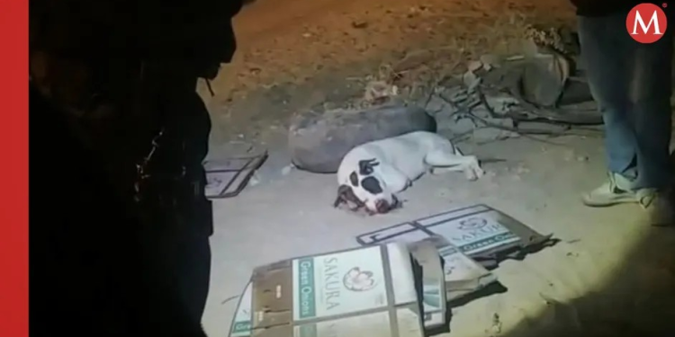 Niños matan a perrito tras ponerle cohetes en el hocico; dueños exigen justicia