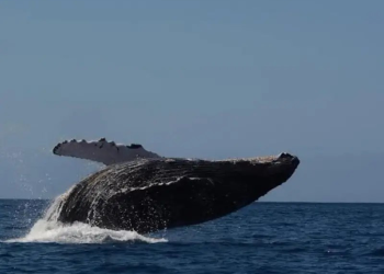 Proyecto Saguaro sería principal causa de muerte en ballenas del Golfo de California