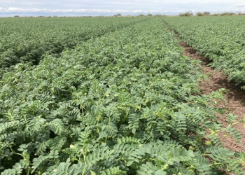 Agricultores de Hermosillo superan sin daños la segunda tormenta invernal