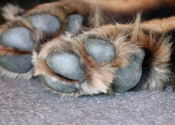 Joven arrastra a un perrito encadenado a su camioneta en Sonora; Fiscalía investiga
