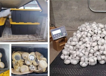 Aseguran Narcóticos Escondidos en Paquetes de Tortilla de Maíz en Frontera de Sonora-Arizona