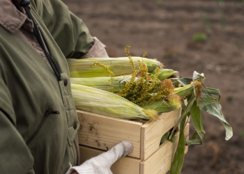 Destacan Sinaloa, Sonora y Baja California en las exportaciones agrícolas en México