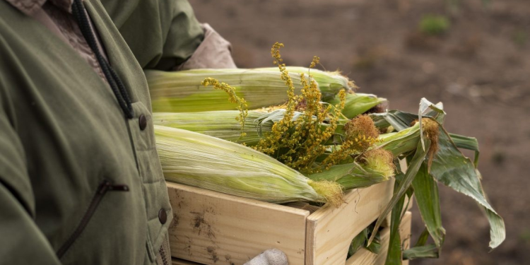 Destacan Sinaloa, Sonora y Baja California en las exportaciones agrícolas en México