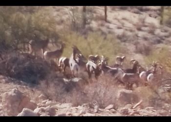 Manada de Borregos Cimarrones liberados en diciembre en la sierra de PEC se adaptan a su nuevo hábitat: SAGARHPA