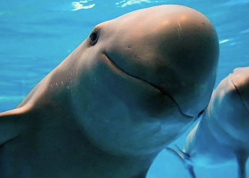 Avistamiento clandestino de vaquitas marinas en México, una actividad cotizada por los turistas