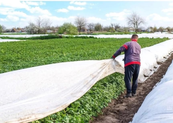 Heladas provocan daños a cultivos de tomate en Cajeme