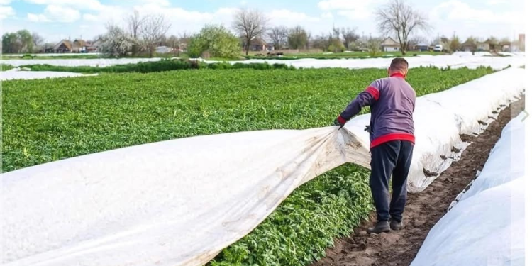 Heladas provocan daños a cultivos de tomate en Cajeme