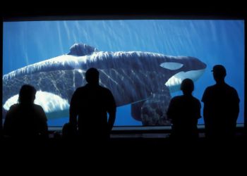 La libertad imposible de la orca ‘Keiko’