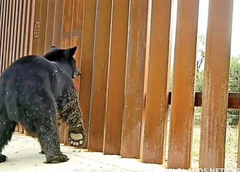 Por colocación de más vallas, regreso de Trump ‘pone a temblar’ a la vida silvestre