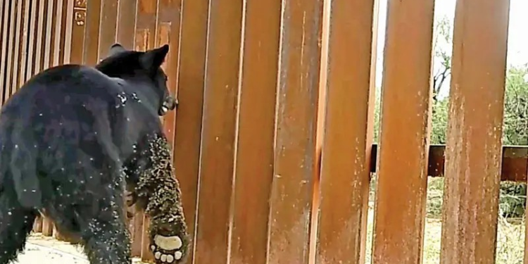 Por colocación de más vallas, regreso de Trump ‘pone a temblar’ a la vida silvestre