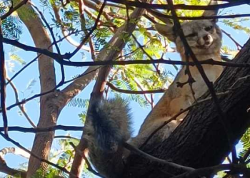 Libera Profepa a zorro gris en Sonora
