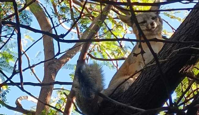 Libera Profepa a zorro gris en Sonora